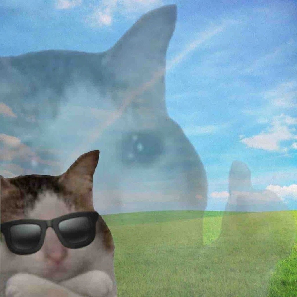OK Cat meme wall image 07